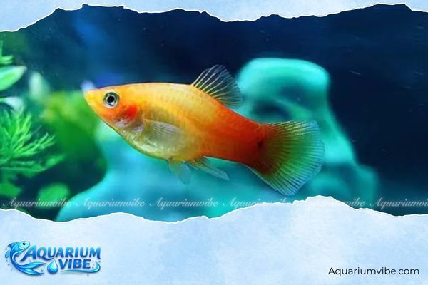 Các loại cá mún đẹp, dễ nuôi được yêu thích trong aquarium 2 Đặc điểm nổi bật của cá mún