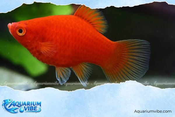 Các loại cá mún đẹp, dễ nuôi được yêu thích trong aquarium 3 Cá mún hạt lựu hay cá mún đỏ hạt lựu có màu đỏ nổi bật