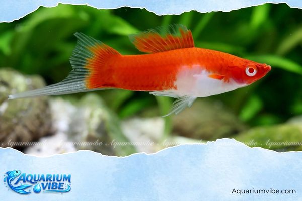 Các loại cá mún đẹp, dễ nuôi được yêu thích trong aquarium 4 Cá mún Koi gây chú ý nhờ hoa văn đỏ trắng