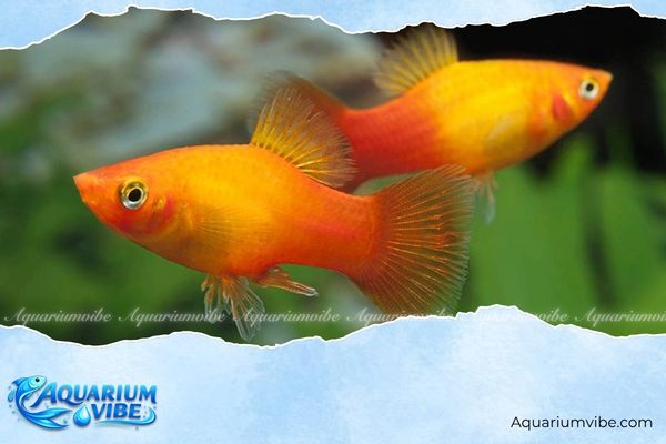 Các loại cá mún đẹp, dễ nuôi được yêu thích trong aquarium 5 Cách nuôi cá mún trong aquarium khỏe mạnh