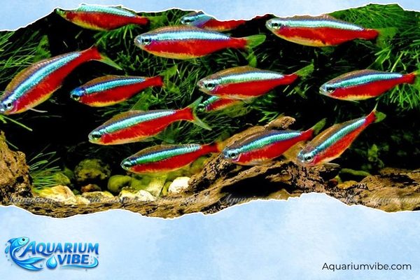 Các loại cá neon phổ biến, dễ nuôi và cách chăm sóc trong aquarium 2 Cá Neon Vua có thân màu xanh lam óng ánh kết hợp với dải đỏ chạy dọc cơ thể