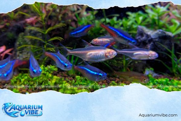 Các loại cá neon phổ biến, dễ nuôi và cách chăm sóc trong aquarium 5 Điều kiện nuôi cá neon trong aquarium