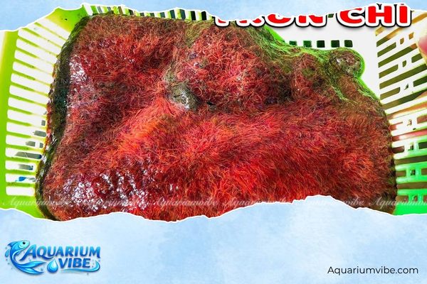Thức ăn cá bảy màu 2 Trùn chỉ cũng là nguồn thức ăn tươi sống dinh dưỡng cho cá bảy màu