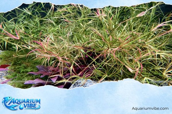 Cỏ bắp Mỹ 4 Cách chăm sóc cỏ bắp Mỹ trong bể thủy sinh xanh tốt