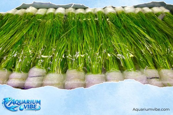 Cỏ cọp 4 Những lưu ý khi trồng cỏ cọp trong aquarium