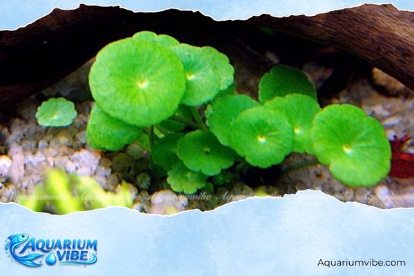Cỏ đồng tiền 4 Cách trồng cỏ đồng tiền thủy sinh trong aquarium
