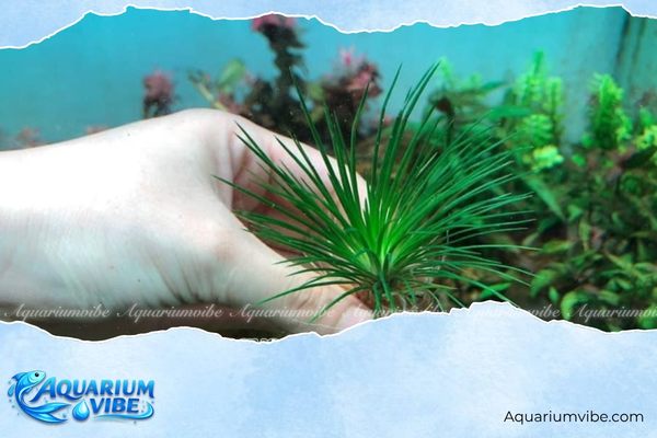 Cỏ dùi trống thủy sinh 4 Cách bố trí cỏ dùi trống trong aquarium