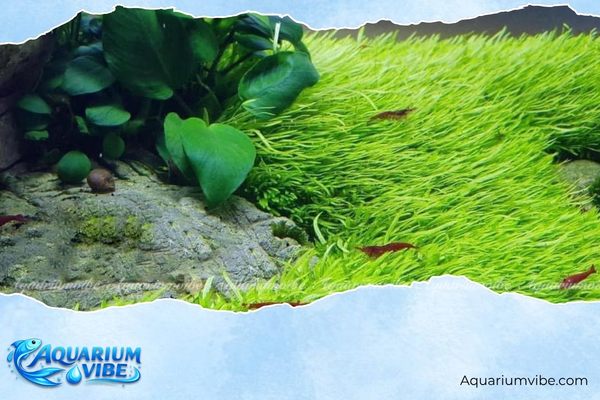 Cỏ giấy 4 Lưu ý khi trồng cỏ giấy