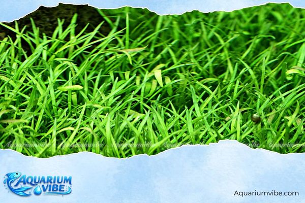Cỏ lưỡi rắn 4 Kỹ thuật chăm sóc cỏ lưỡi rắn trong aquarium