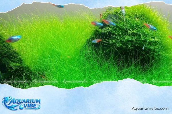 Cỏ ngưu ma chiên 4 Lưu ý trong quá trình chăm sóc cỏ ngưu ma chiên