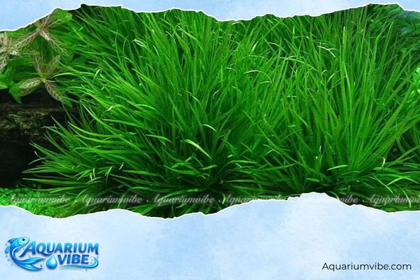 Cỏ Nhật 4 Lưu ý khi bố trí cỏ Nhật trong bể thủy sinh aquarium