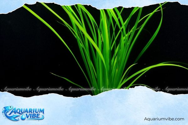 Cỏ Ranong 4 Cách chăm sóc cỏ Ranong đúng kỹ thuật