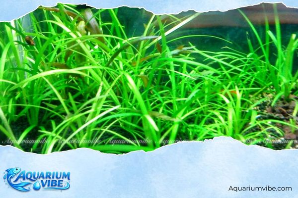 Cỏ thìa 4 Môi trường bể aquarium và các loại cây có thể trồng cùng cỏ thìa