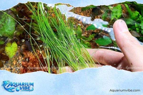 Cỏ tóc 4 Cách chăm sóc và kiểm soát sự phát triển của cỏ tóc