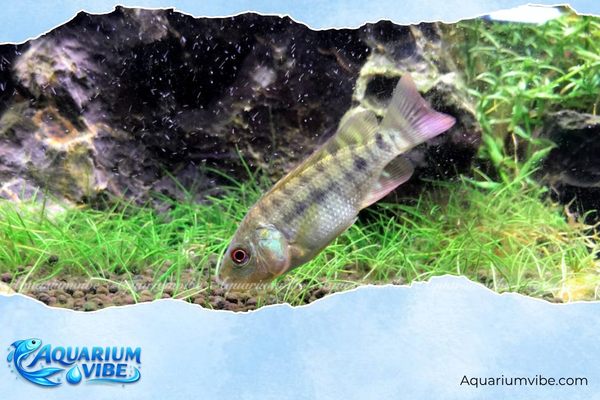 Nằm mơ thấy cá rô là điềm gì? Giải mã các trường hợp thường gặp 4 Các loài cá có thể nuôi để tăng vận khí khi nằm mơ thấy cá rô