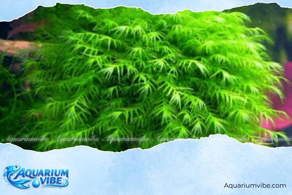 Rêu phượng vĩ đài 4 Cách bố trí rêu phượng vĩ đài trong aquarium