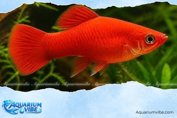Cá Molly đỏ 4 Giá bán tham khảo cá Molly đỏ