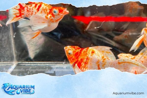 Cá Molly Sakura 4 Cách nuôi và chăm sóc cá Molly Sakura trong aquarium