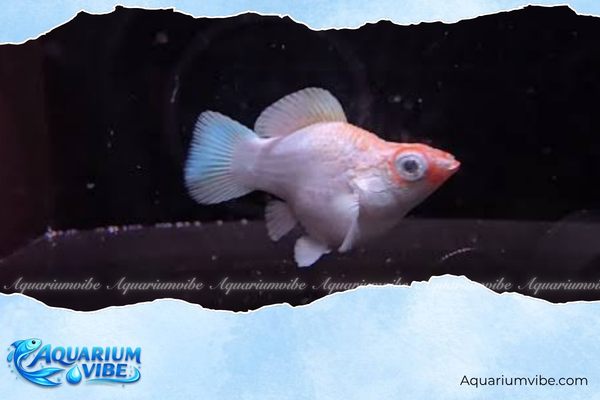 Cá Molly Tancho 4 Giá Molly Tancho tham khảo trên thị trường