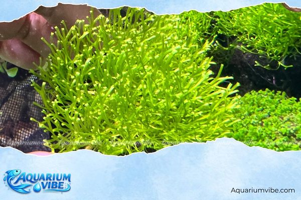 Cầu rêu Rica 4 Cách chăm sóc cầu rêu Rica xanh khỏe