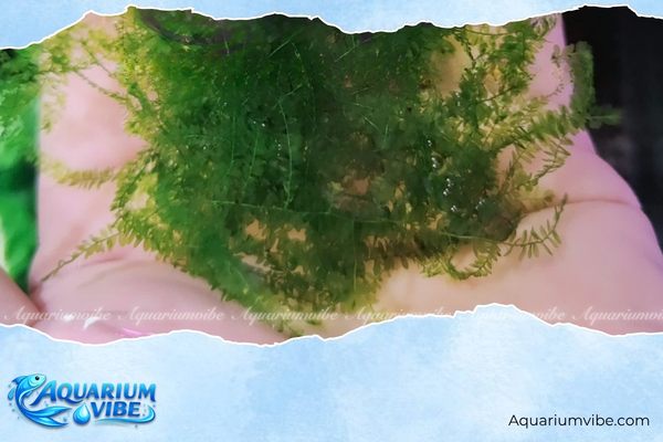 Rêu Cameroon 4 Cách chăm sóc rêu Cameroon trong aquarium