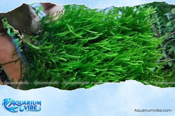 Rêu Flame 4 Cách nuôi rêu Flame xanh khỏe trong aquarium