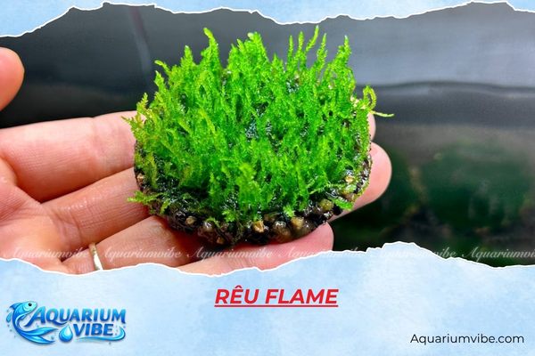 reu-flame Rêu Flame