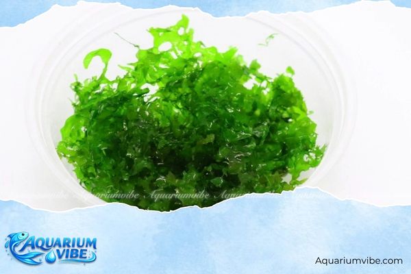 Rêu mini Pelia 1 Thông tin tổng quan về rêu mini Pelia