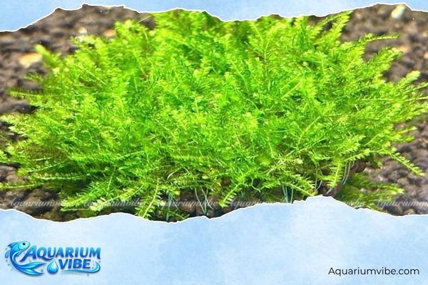 Rêu mini Pelia 3 Điều kiện môi trường aquarium phù hợp để trồng rêu mini Pelia