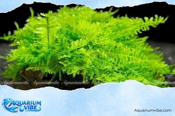 Rêu mini Pelia 4 Rêu mini Pelia phù hợp với hồ thủy sinh và các bố cục sử dụng đá, lũa