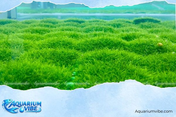 Rêu mini Spiky 3 Rêu mini Spiky phù hợp với môi trường aquarium kết hợp đá và lũa