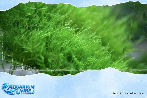 Rêu mini Spiky 4 Mẹo chăm sóc rêu mini Spiky trong aquarium