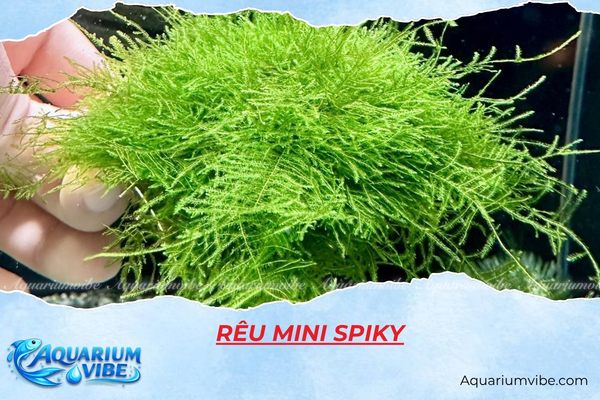 reu-mini-spiky Rêu mini Spiky