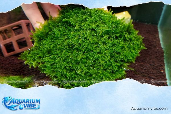 Rêu mini Taiwan 4 Cách chăm sóc rêu mini Taiwan trong aquarium