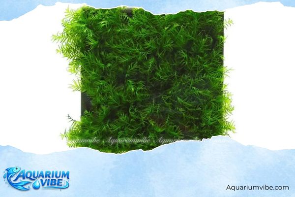 Rêu US Fiss 4 Mẹo trồng rêu US Fiss trong aquarium