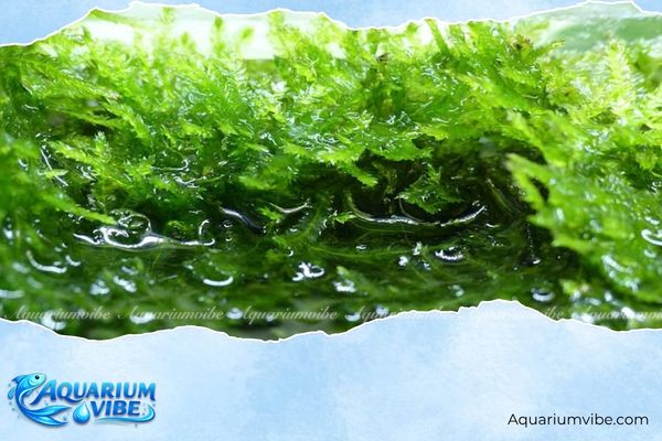 Rêu Weeping 2 Rêu Weeping thủy sinh có nguồn gốc từ Đông Á