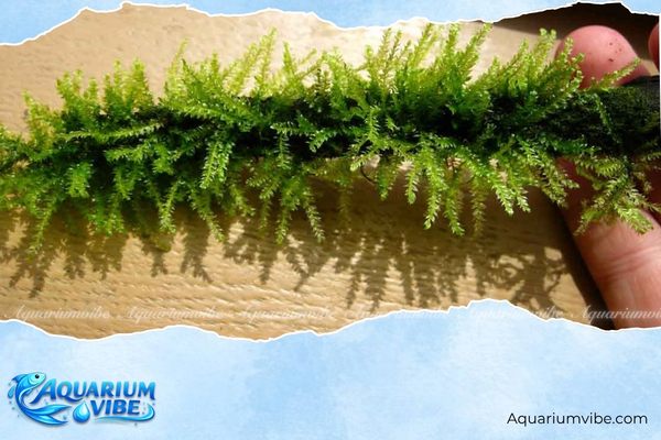 Rêu Weeping 3 Rêu Weeping thường được ứng dụng làm mềm bố cục trong aquarium