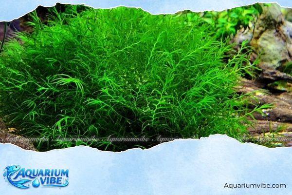 Rêu Weeping 4 Cách chăm sóc rêu Weeping trong aquarium