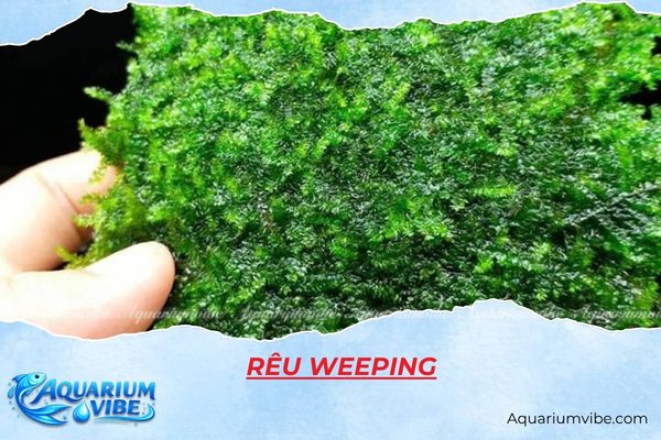 reu-weeping Rêu Weeping