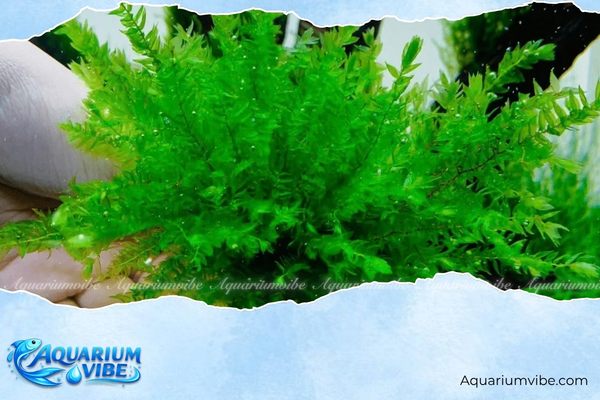 Rêu Willow 2 Điều kiện môi trường aquarium phù hợp để trồng rêu Willow