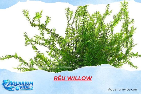 reu-willow Rêu Willow